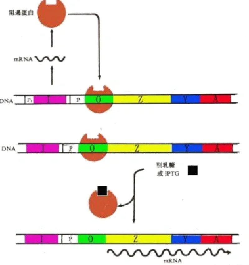 生物技术研发:推动医疗科技的创新发展